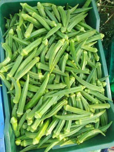 Lady's Finger (வெண்டைக்காய்) - 500g