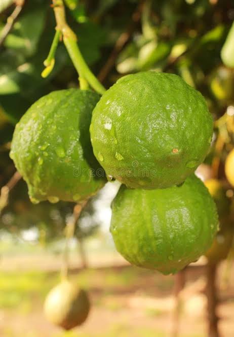 Citron (நார்த்தங்காய்) - 200g