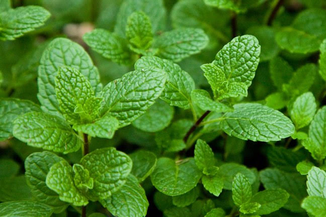 Mint (புதினா) - Bunch